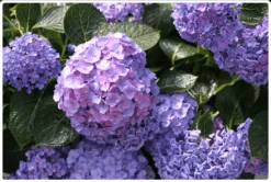 Let's Dance® Blue Jangles® Reblooming Hydrangea 9 Let's Dance® Blue Jangles® Reblooming Hydrangea -Orchard Sprout bjangle