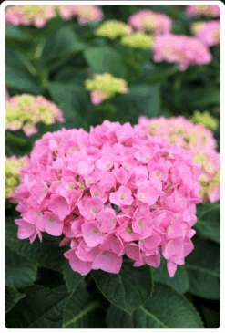 Let's Dance® Blue Jangles® Reblooming Hydrangea 8 Let's Dance® Blue Jangles® Reblooming Hydrangea -Orchard Sprout bjangle2