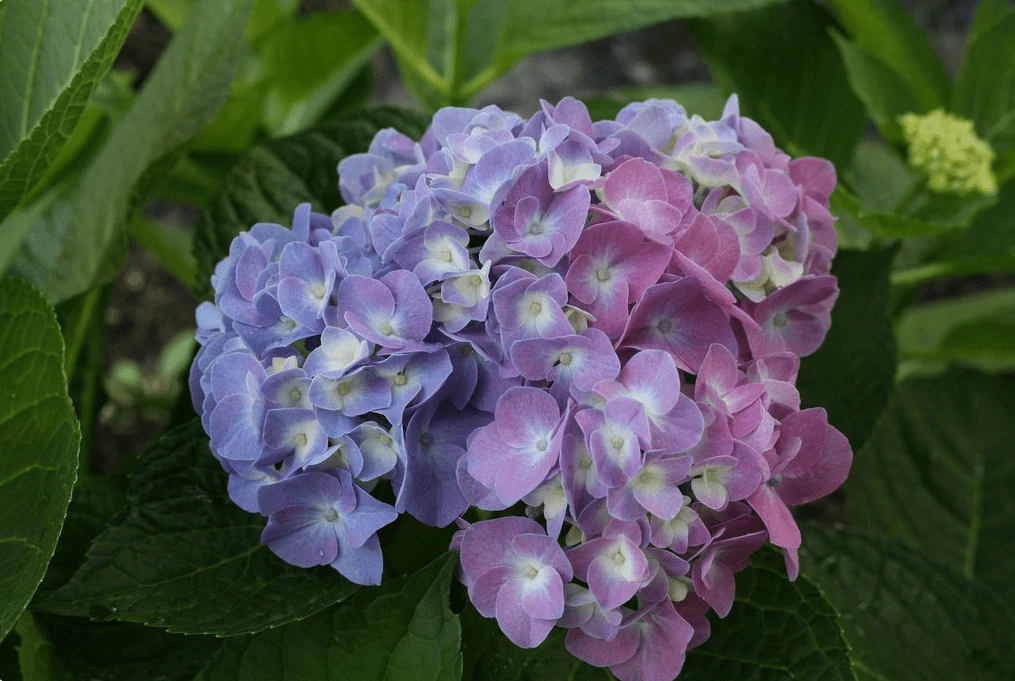 Let's Dance® Blue Jangles® Reblooming Hydrangea 4 Let's Dance® Blue Jangles® Reblooming Hydrangea - Image 2