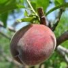 Black Boy Peach -Orchard Sprout black boy peach 1