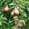 Bosc European Pear 2 Bosc European Pear -Orchard Sprout bosc pear 1
