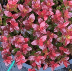 Gaylussacia Brachycera 'Berried Treasure'™ -Orchard Sprout btbriggs2