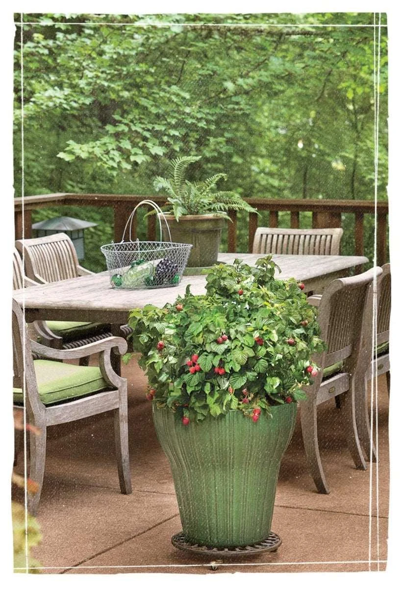 Bushel And Berry® Raspberry Shortcake® Raspberry 3 Bushel And Berry® Raspberry Shortcake® Raspberry