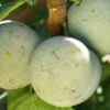 Bavay Gage European Plum 1 Bavay Gage European Plum -Orchard Sprout c010 bavay gage