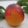 Speckled Egg Nectarine -Orchard Sprout c578 speckled egg 1 1