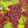 Canadice Seedless Grape -Orchard Sprout canadice grape 1