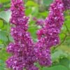 Charles Joly Lilac 2 Charles Joly Lilac -Orchard Sprout charles joly