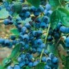 Alpha Chippewa Blueberry -Orchard Sprout chippewa 1 1