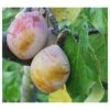 Coe's Golden Drop European Plum 2 Coe's Golden Drop European Plum -Orchard Sprout coes g drop