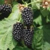 Columbia Star Thornless Blackberry -Orchard Sprout columbia star 1