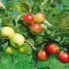 Combination Disease-Resistant Apple (3 Varieites) 2 Combination Disease-Resistant Apple (3 Varieites) -Orchard Sprout combo