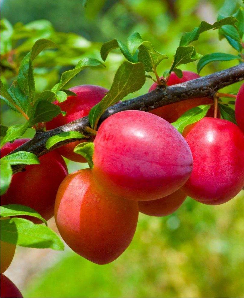 Combo Asian Plum (3 Varieties) 3 Combo Asian Plum (3 Varieties)