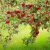Combo Disease-Resistant Apple (4 Varieties) -Orchard Sprout combo disease resistant apple 1