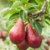 Combo European Pear Tree (3 Varieties) 2 Combo European Pear Tree (3 Varieties) -Orchard Sprout combo european pear 1