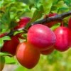 Combo Asian Plum (4 Varieties) 2 Combo Asian Plum (4 Varieties) -Orchard Sprout combo asian plum
