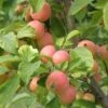 WSU Puget Spice Crabapple 2 WSU Puget Spice Crabapple -Orchard Sprout crabapple a725s puget spice 1