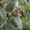 Marron™ Medlar -Orchard Sprout d009