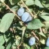 Blue Belle Honeyberry -Orchard Sprout d724 gigapixel standard scale 6 00x 9573f641 3d90 417f b253 577b7a476864