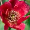 Paeonia Delavayi -Orchard Sprout delavyi