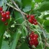 Honeywood Red Currant