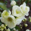 Double Take Eternal White™ Flowering Quince 2 Double Take Eternal White™ Flowering Quince -Orchard Sprout dtew
