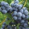 Duke Blueberry 1 Duke Blueberry -Orchard Sprout duke dew drops full