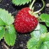 Marshall Strawberry 2 Marshall Strawberry -Orchard Sprout e470 marshall strawberry 1 1