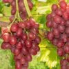 Einset Seedless Grape (Non Certified) -Orchard Sprout einset grape 1 648327ec 2c41 4396 a0ec 946aecfe0cb9