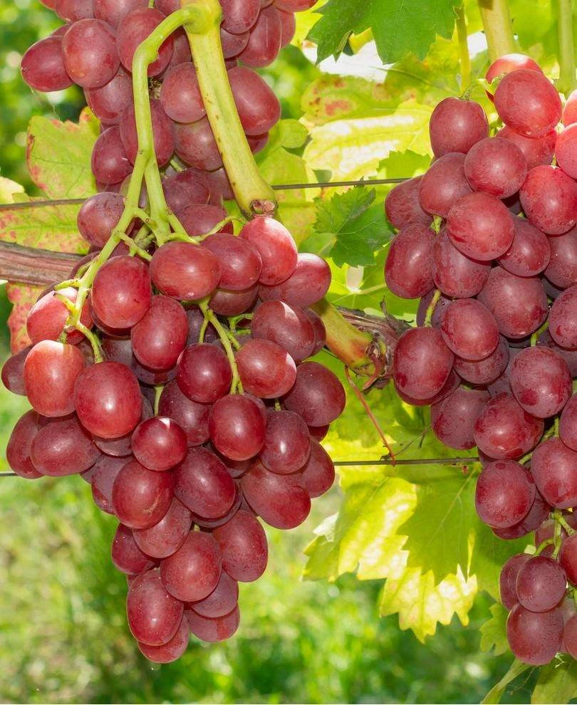 Einset Seedless Grape (Non Certified) 3 Einset Seedless Grape (Non Certified)