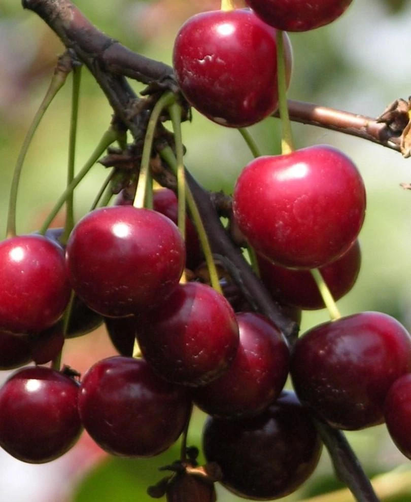 English Morello Cherry 3 English Morello Cherry