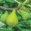 Lattarula Fig 1 Lattarula Fig -Orchard Sprout fg201 EG figs varieties 5