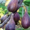 Nordland Fig -Orchard Sprout figs d353 nordland 1 1