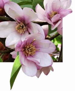 Michelia Doltsopa "Fairy Blush"