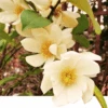 Michelia Doltsopa "Fairy Cream" -Orchard Sprout fmcream