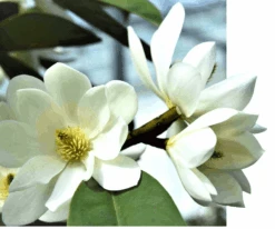 Michelia Doltsopa "Fairy White" -Orchard Sprout fmwhite