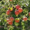 Fuji Apple -Orchard Sprout fuji