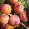 Combo Mirabelle Plum (5 Varieties) -Orchard Sprout geneva mirabelle 16ee4f44 111e 4792 8dee 26d67292e5fb 1 eb53ac22 4b92 4122 993a 1c87a65a1cc2