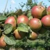 Combination Cider Apple Tree (3 Varieties) -Orchard Sprout granniwinkle 1