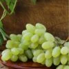 Gratitude Seedless Grape 2 Gratitude Seedless Grape -Orchard Sprout gratitude grape