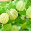 Pixwell Gooseberry -Orchard Sprout green gooseberry