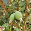 Ramsey Guava -Orchard Sprout how to grow pineapple guava feijoa feature 24034da0 14c5 469f a6d0 4e2c550b3709