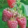Tulameen Raspberry -Orchard Sprout httpraintreenursery.netpbest tulameen1
