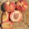 Tri Lite Peach/Plum 2 Tri Lite Peach/Plum -Orchard Sprout httpraintreenursery.netpc351