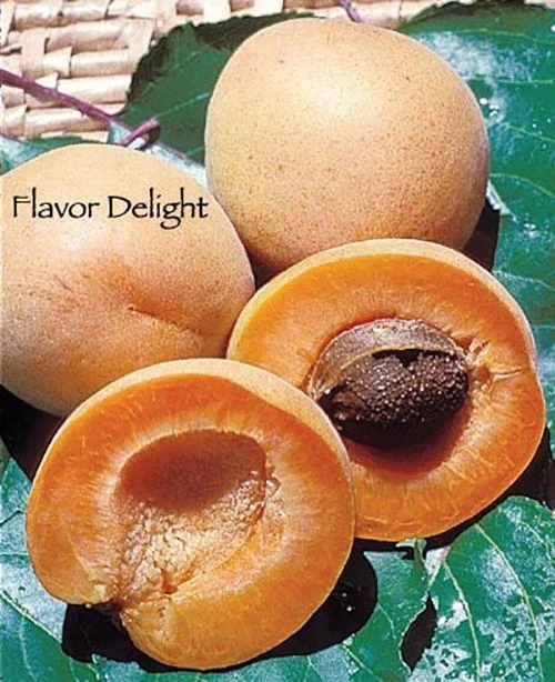 Flavor Delight Aprium 3 Flavor Delight Aprium