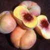Sweet Bagel Peach 1 Sweet Bagel Peach -Orchard Sprout httpraintreenursery.netpc545 peach