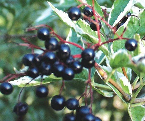 Variegated Elderberry 4 Variegated Elderberry - Image 2