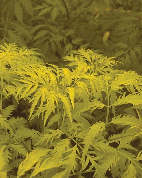 Sutherland Gold Elderberry 3 Sutherland Gold Elderberry