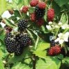 Loch Ness Thornless Blackberry -Orchard Sprout httpraintreenursery.netpe550 021