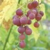 Hungarian Seedless Grape -Orchard Sprout httpraintreenursery.netphungarian grape2