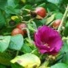 Scabrosa Rose -Orchard Sprout httpraintreenursery.netpl680 01